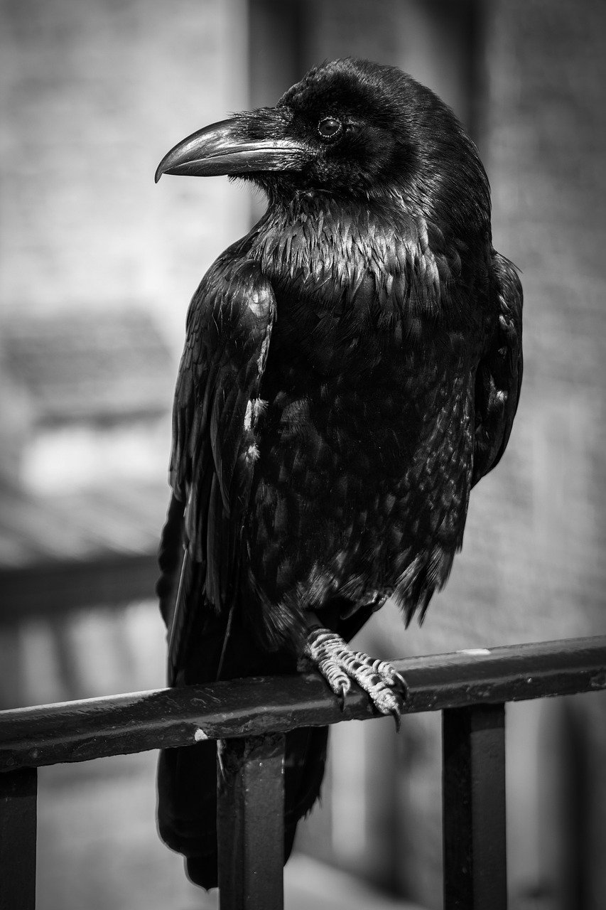 crow, nature, bird-8838254.jpg